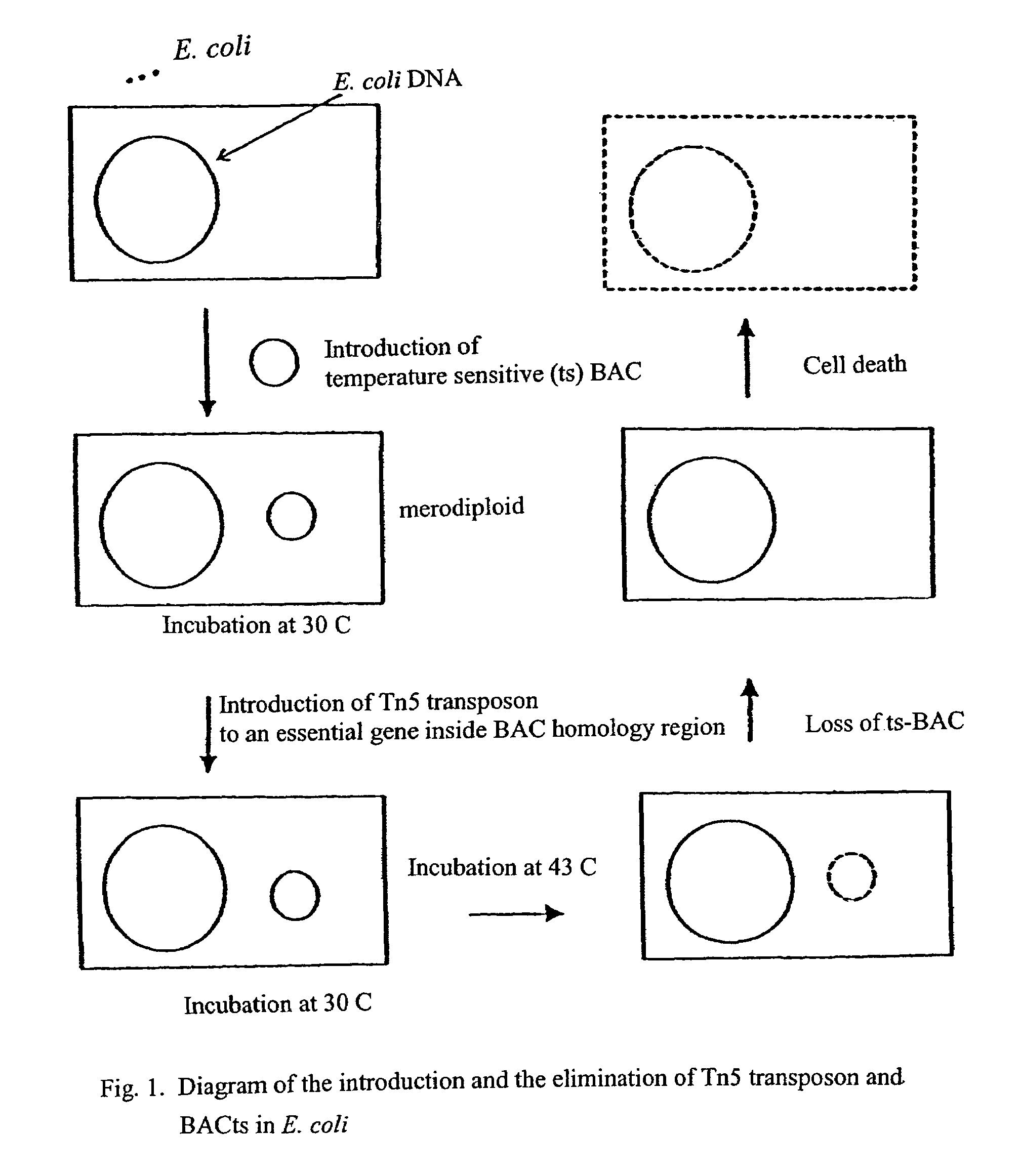 Methods for identifying an essential gene in a prokaryotic microorganism