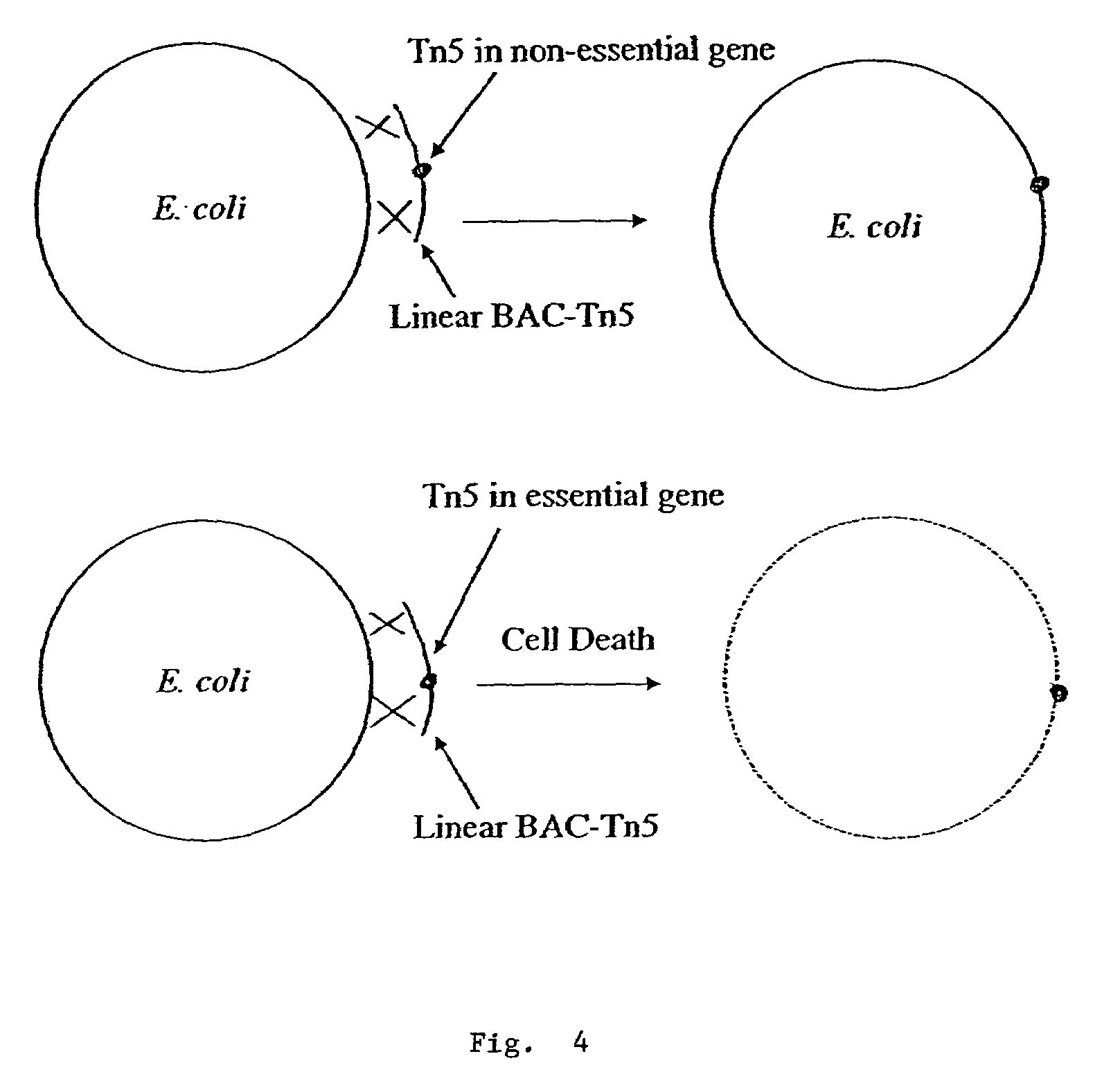 Methods for identifying an essential gene in a prokaryotic microorganism