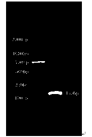 Method for detecting bastard halibut LITAF gene expression by applying reverse transcription-polymerase chain reaction (RT-PCR)