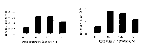 Method for detecting bastard halibut LITAF gene expression by applying reverse transcription-polymerase chain reaction (RT-PCR)