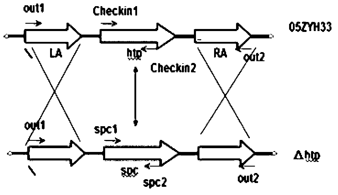 HtpsA-gene-knock-out mutant strain of Streptococcus suis serotype 2 and application thereof