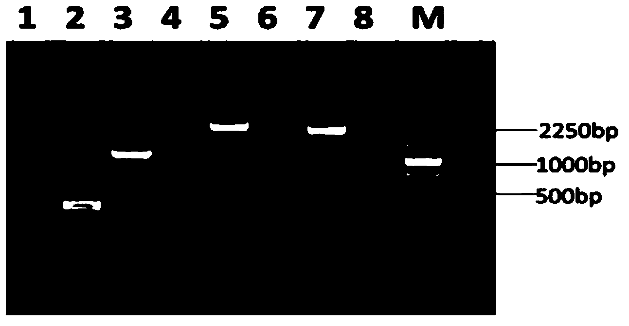 HtpsA-gene-knock-out mutant strain of Streptococcus suis serotype 2 and application thereof