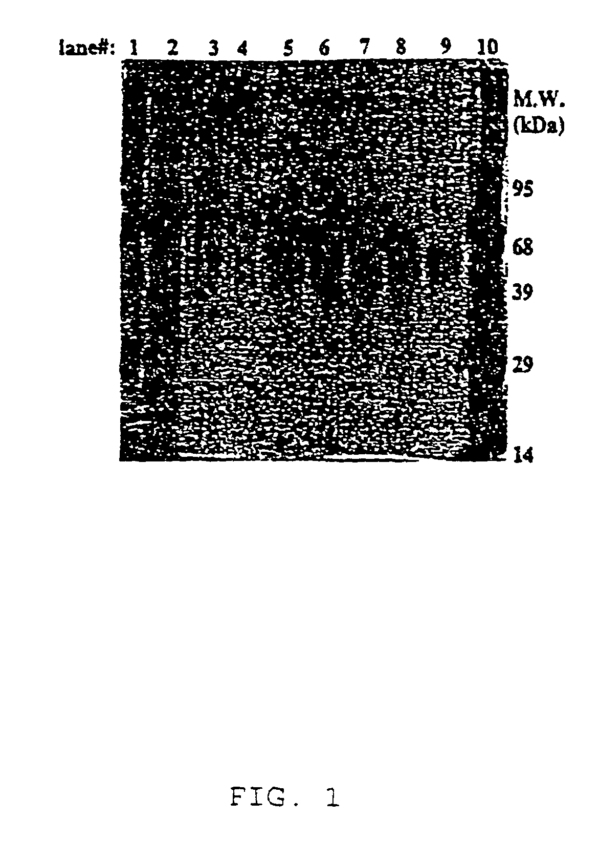 Mutant human factor IX with an increased resistance to inhibition by heparin