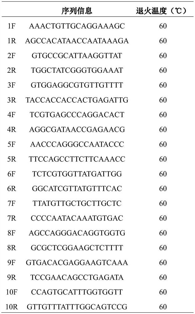 Aristichthys nobilis microsatellite marker primer and aristichthys nobilis marker release effect evaluation method