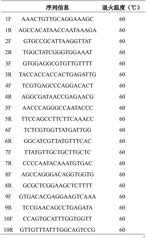 Aristichthys nobilis microsatellite marker primer and aristichthys nobilis marker release effect evaluation method