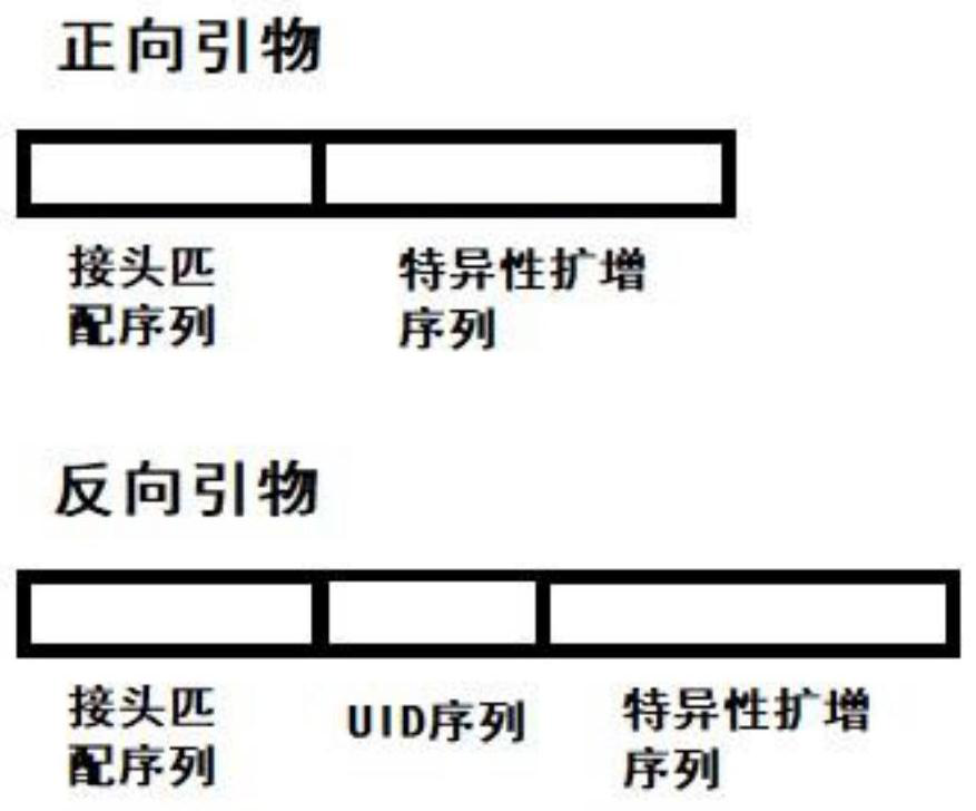 Thalassemia mutant gene detection primer composition and reagent thereof