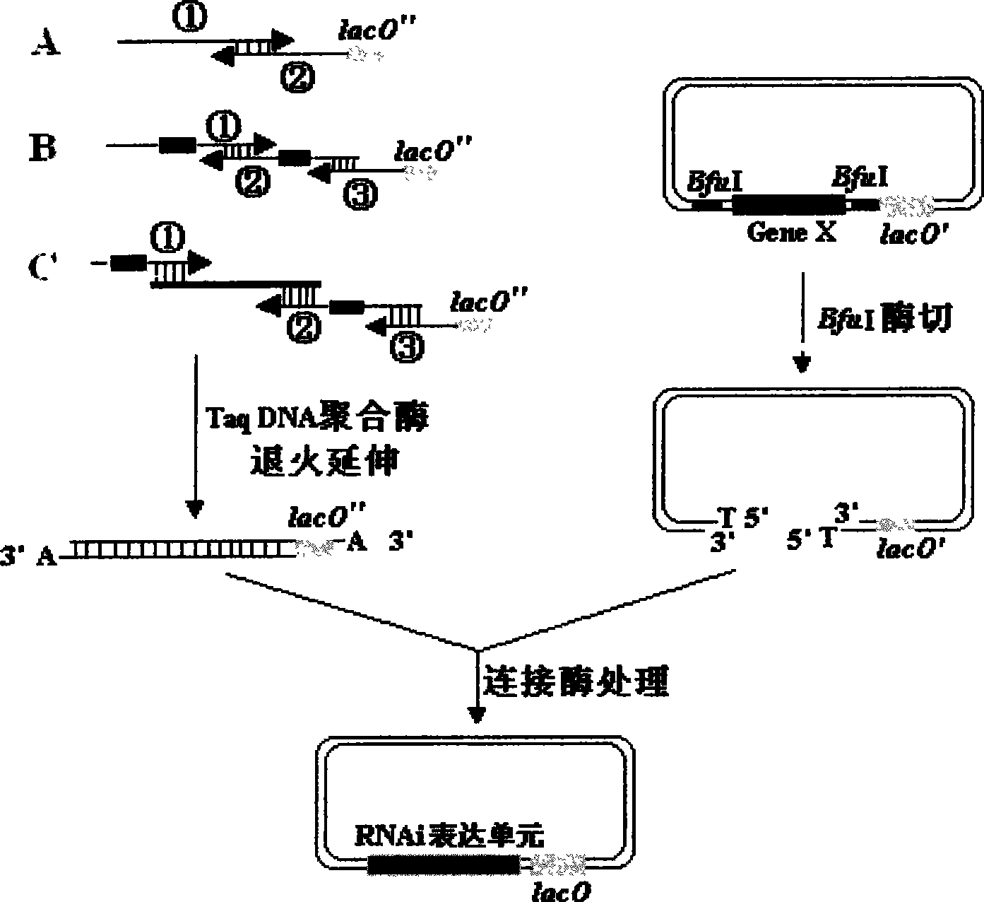 Construction and screen method of novel RNA interference vector