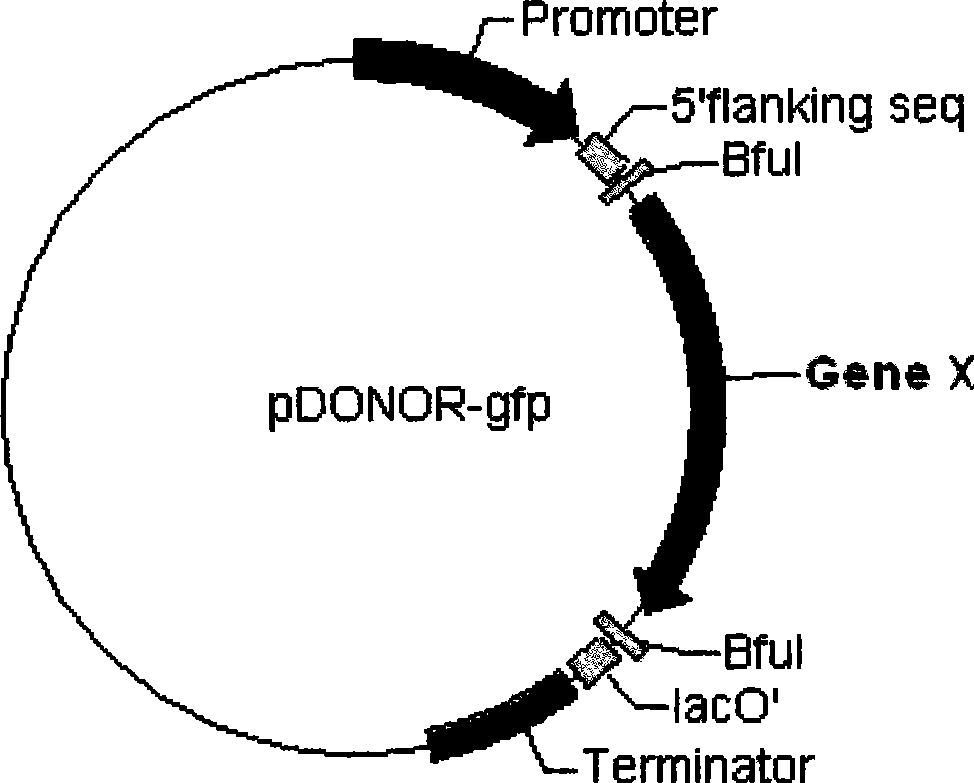 Construction and screen method of novel RNA interference vector