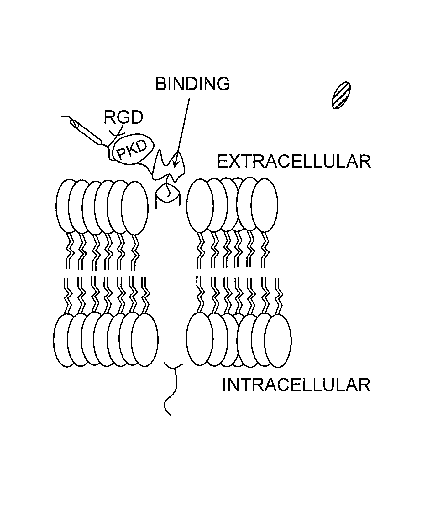 Hematopoietic growth factor inducible neurokinin-1 gene and uses thereof