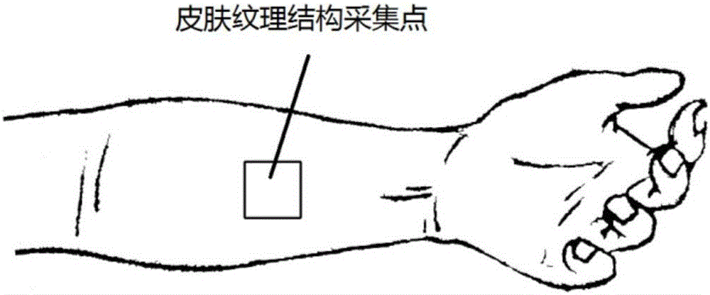 Skin image information processing-based age testing method