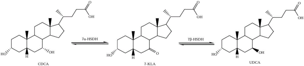 Clostridium sardiniense 7alpha-hydroxy steroid dehydrogenase mutant R194A