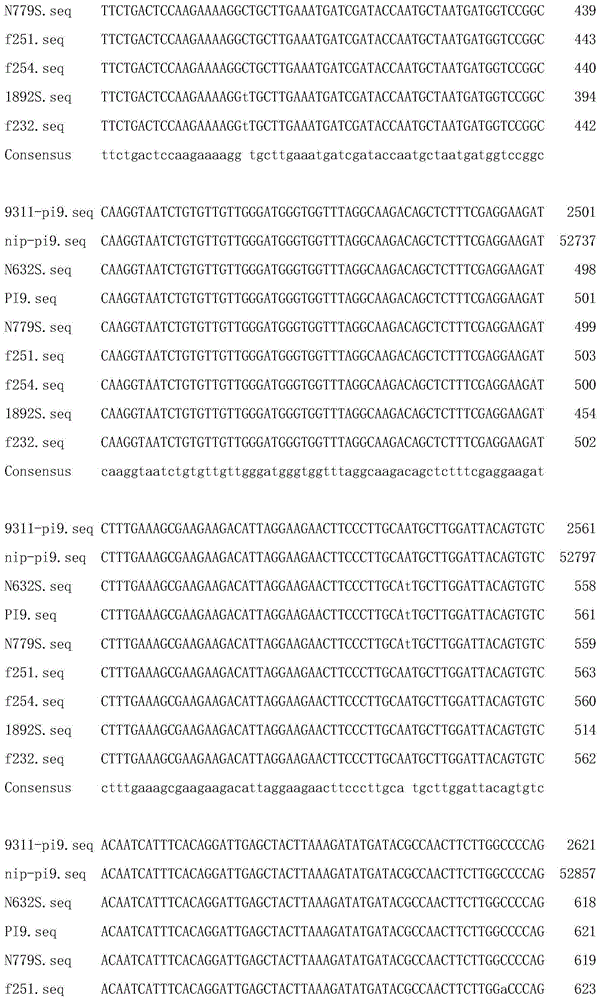 Molecular marker closely linked to rice blast pi9 gene and its application