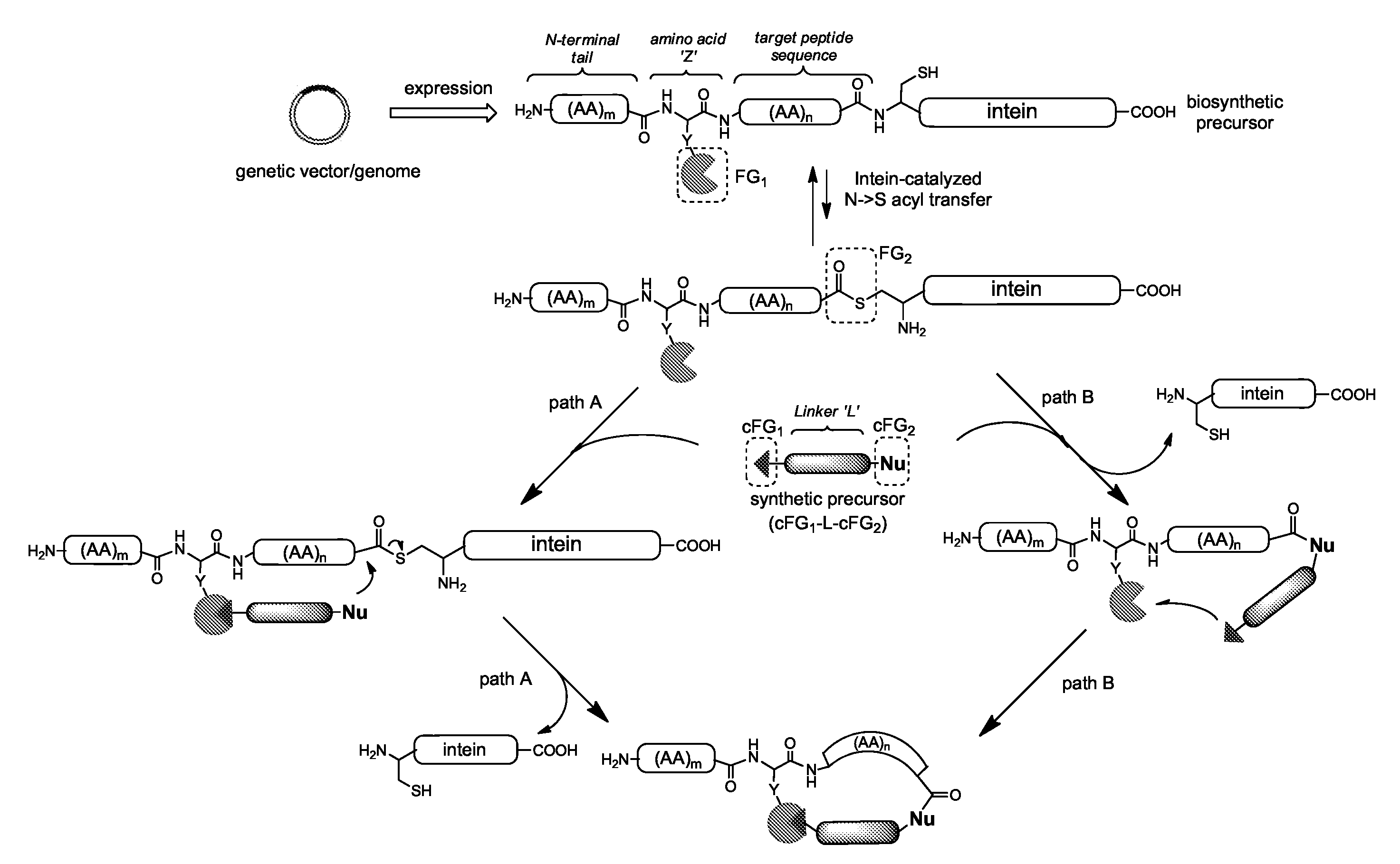 Macrocyclic compounds with a hybrid peptidic/non-peptidic backbone and methods for their preparation