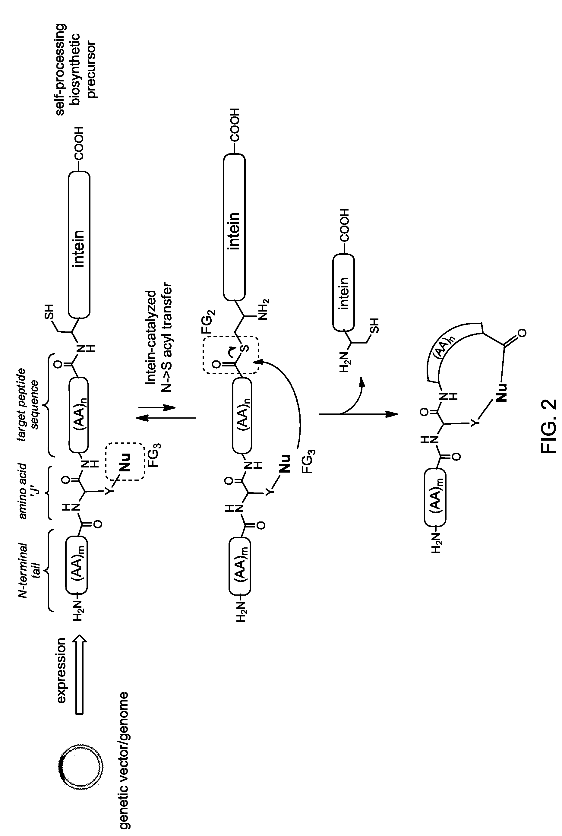 Macrocyclic compounds with a hybrid peptidic/non-peptidic backbone and methods for their preparation