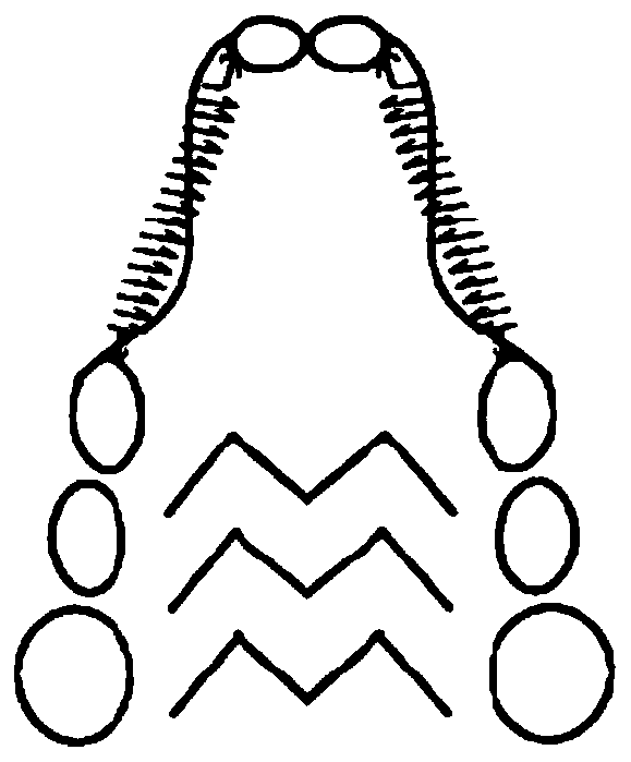 Application of a kind of fucoidan in controlling orthodontic tooth movement