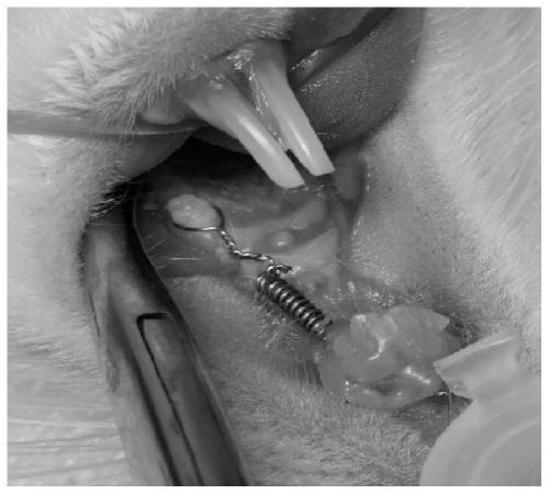 Application of a kind of fucoidan in controlling orthodontic tooth movement