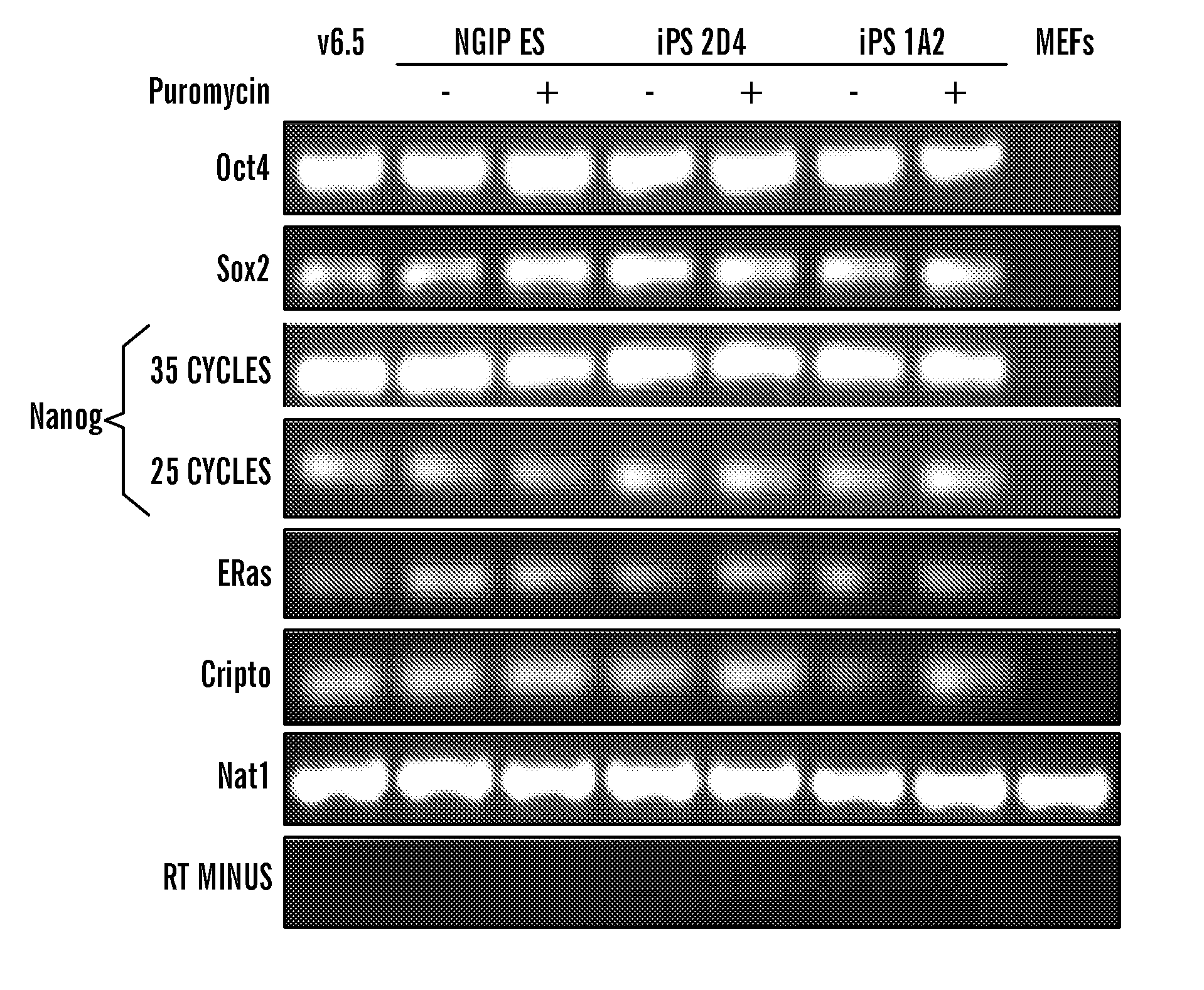 Methods of generating pluripotent cells from somatic cells