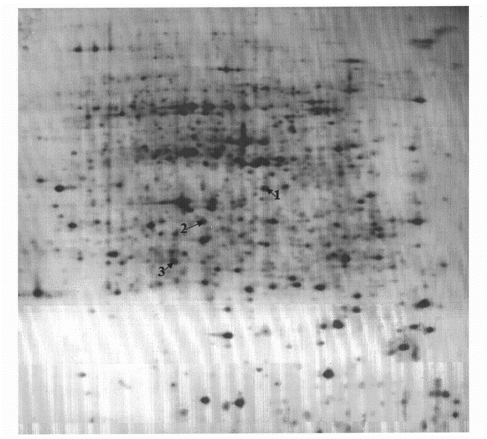 Bidirectional electrophoresis method for total protein of jute root system