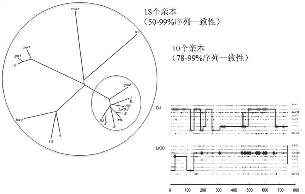 Novel recombinant adeno-associated virus capsids with enhanced human pancreatic tropism