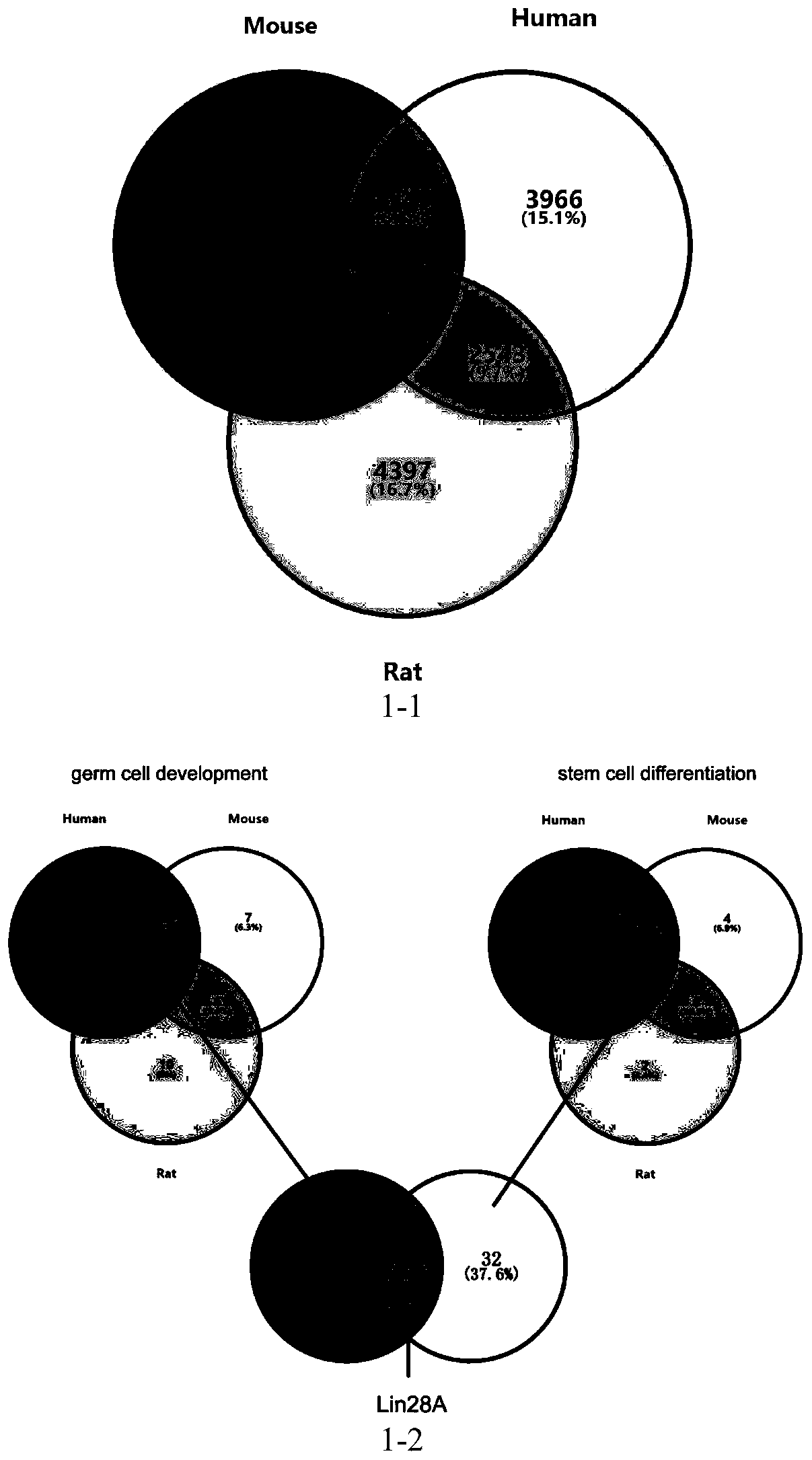 Method for searching for target gene of Wnt signal pathway in process of differentiating embryonic stem cells into primordial germ cells