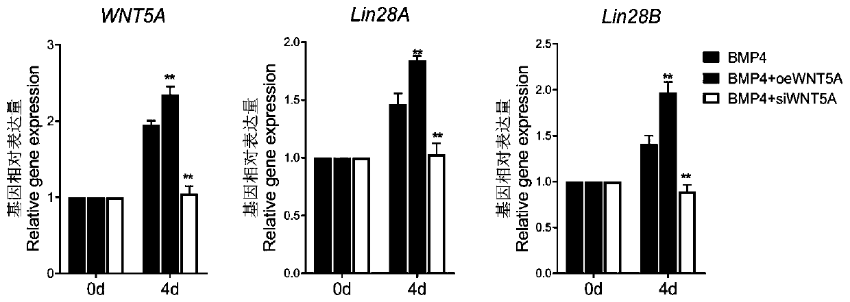 Method for searching for target gene of Wnt signal pathway in process of differentiating embryonic stem cells into primordial germ cells