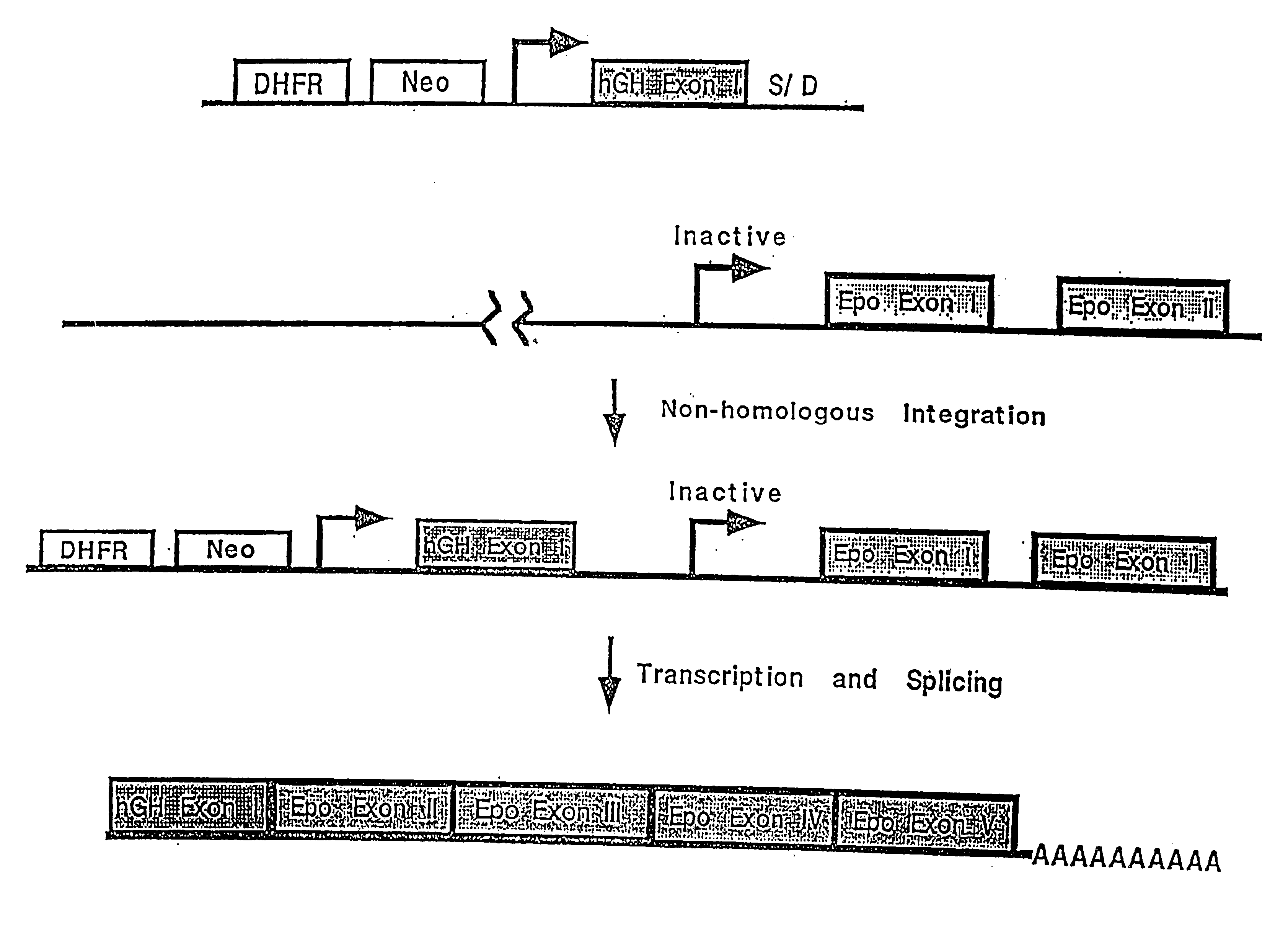 Compositions and methods for non-targeted activation of endogenous genes