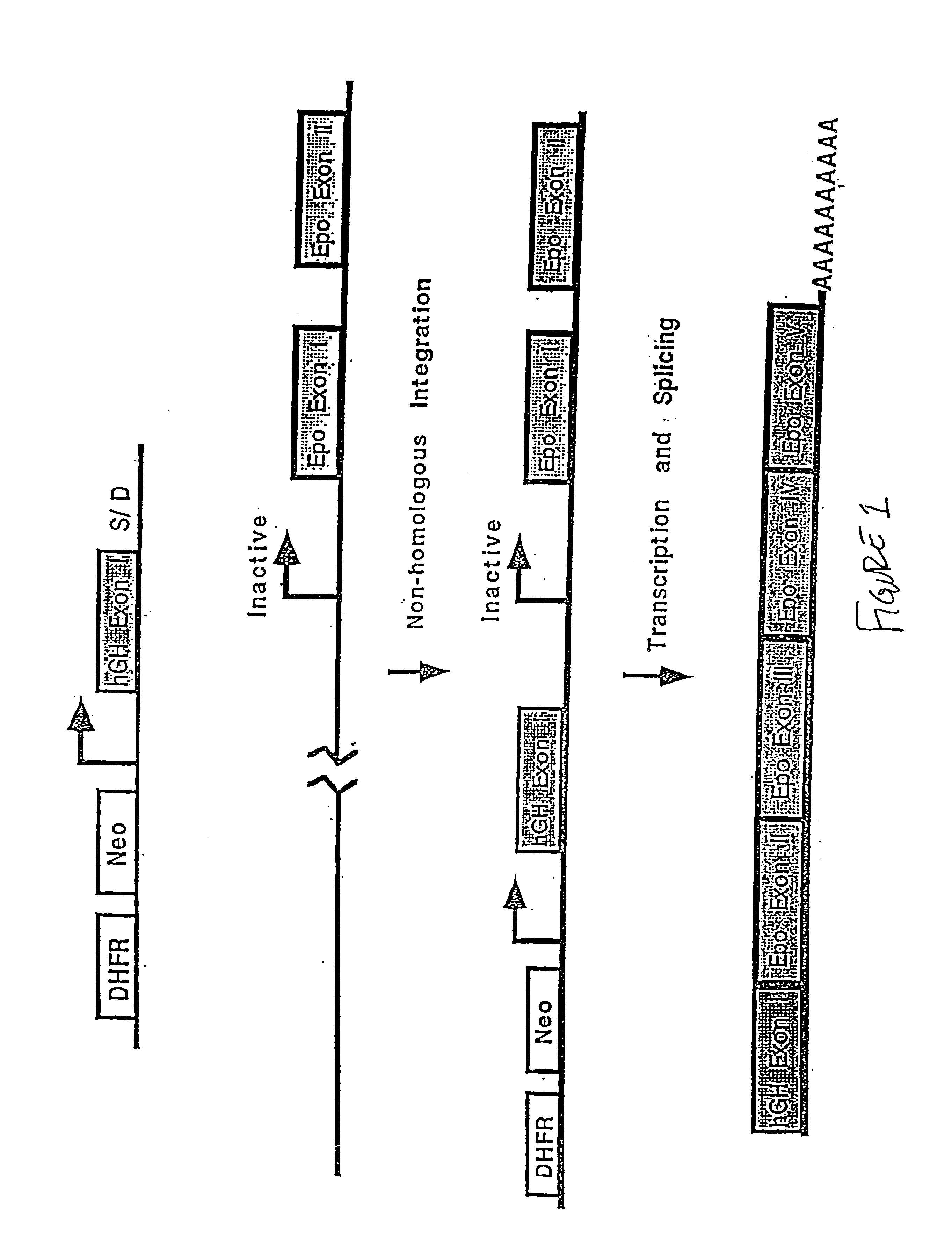 Compositions and methods for non-targeted activation of endogenous genes