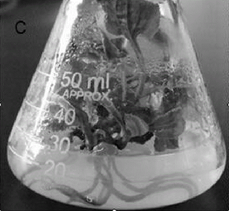 Bighead atractylodes rhizome regeneration system for directly differentiating adventitious buds by utilizing hypocotyls and radicles