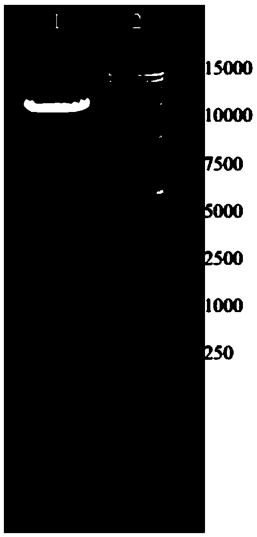 Production method of recombination fibroblast growth factor-8b and application thereof