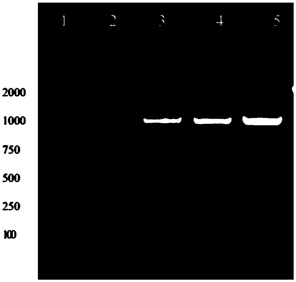 Production method of recombination fibroblast growth factor-8b and application thereof