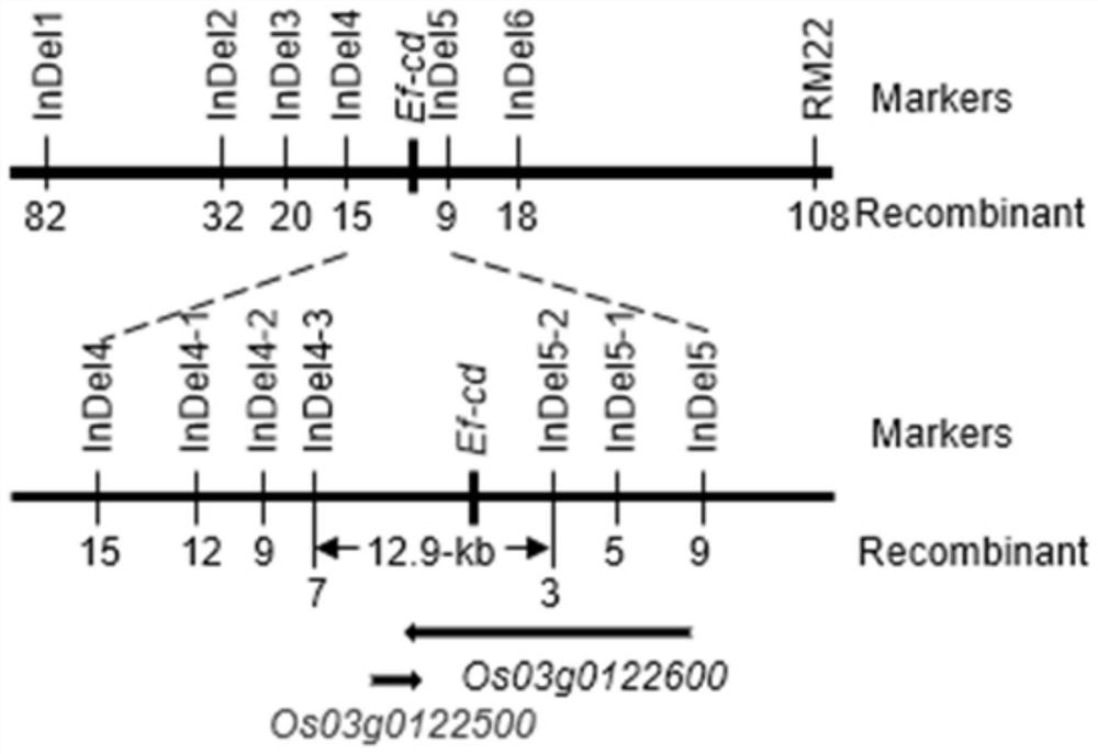 Rice Dominant Early Maturity Gene ef-cd and Its Application