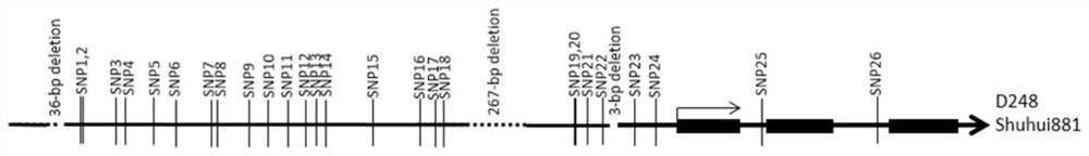 Rice Dominant Early Maturity Gene ef-cd and Its Application