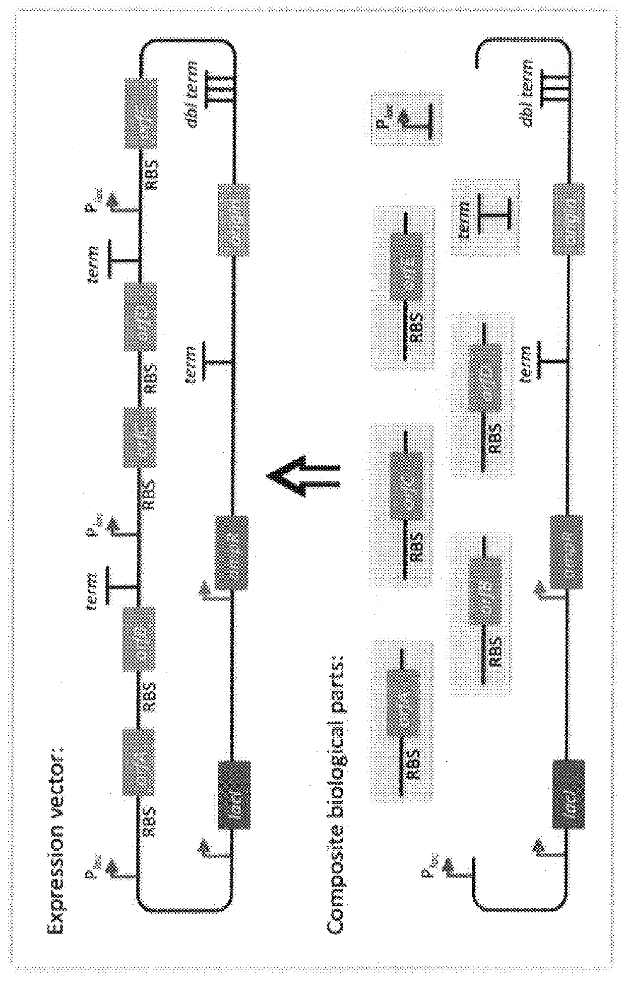 Scar-less multi-part DNA assembly design automation