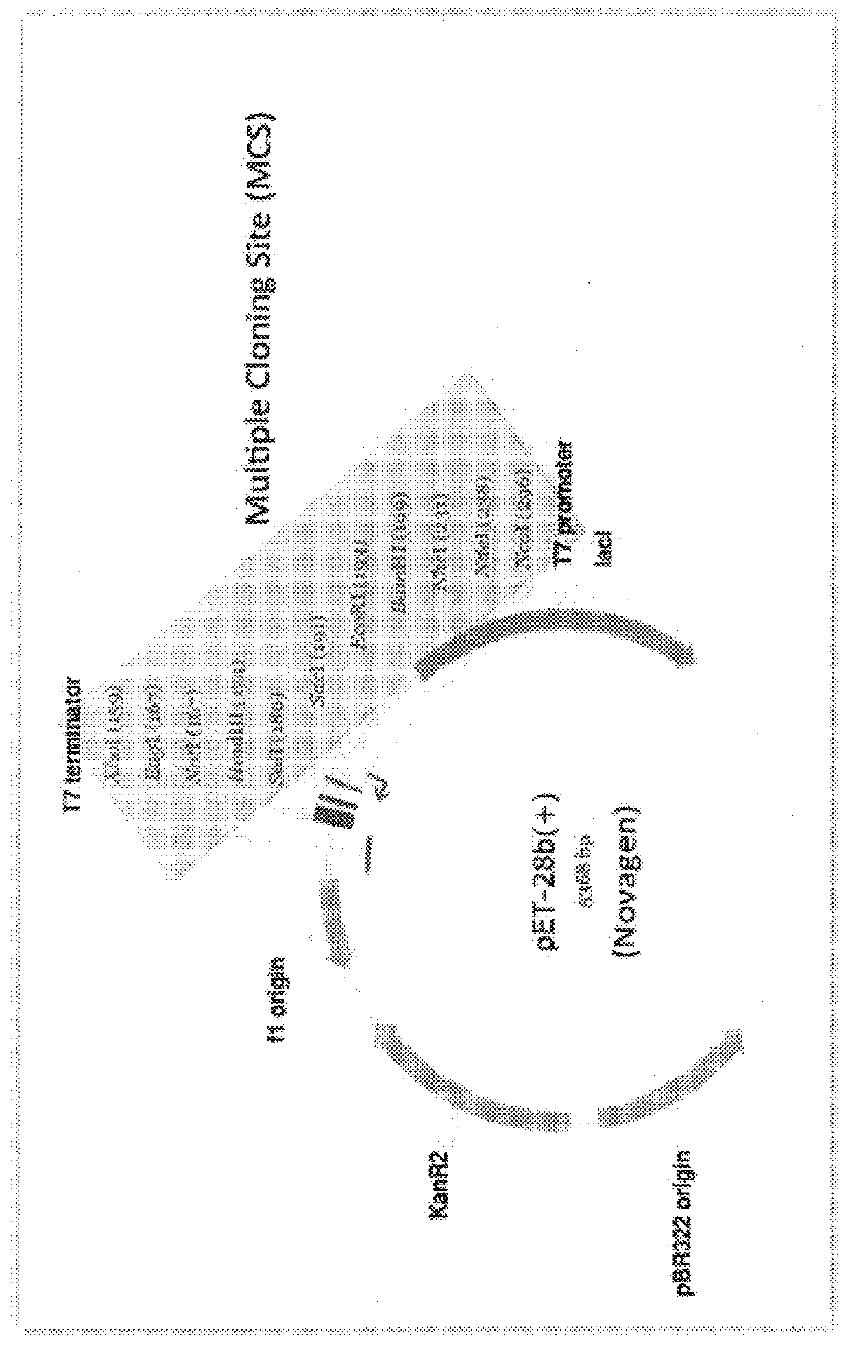 Scar-less multi-part DNA assembly design automation