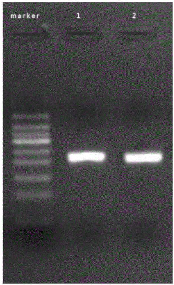 Constant temperature nucleic acid amplification reaction reagent