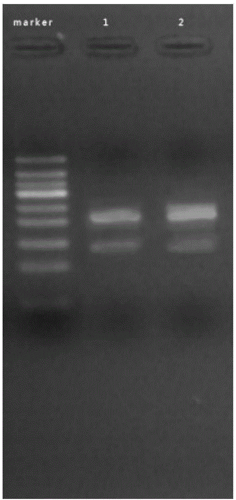 Constant temperature nucleic acid amplification reaction reagent