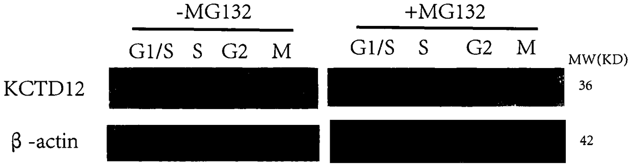 Application of kctd12 protein in cell cycle regulation