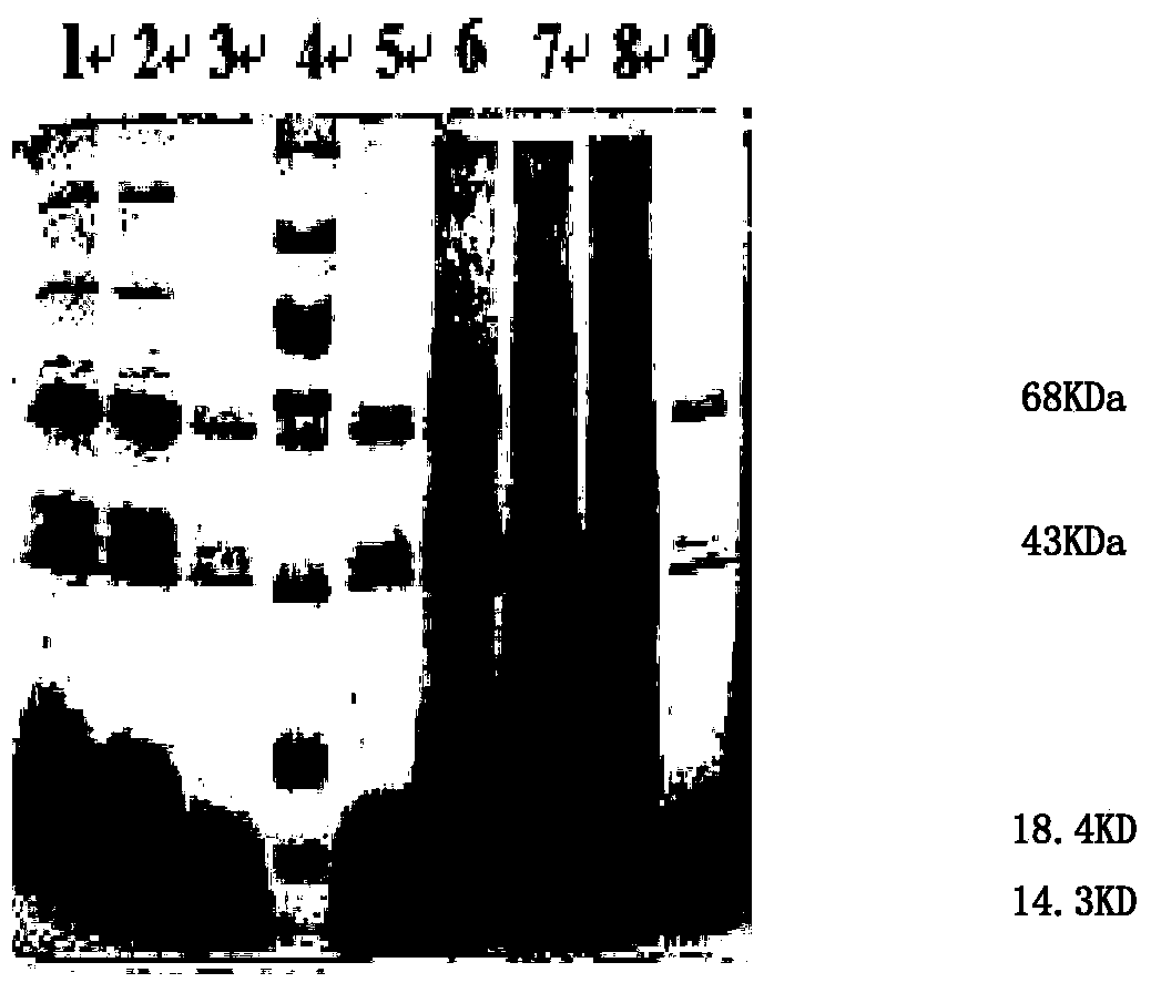 Scorpion venom heat-resisting polypeptide, and preparing method and applications thereof