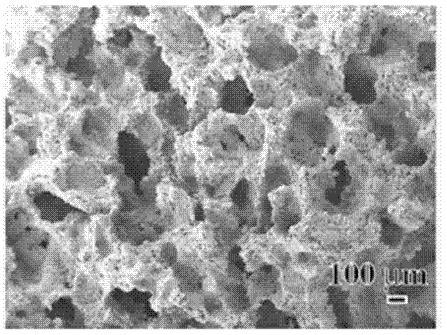 Preparation method of titanium surface porous structure layer bioactive ceramic membrane with low elasticity modulus