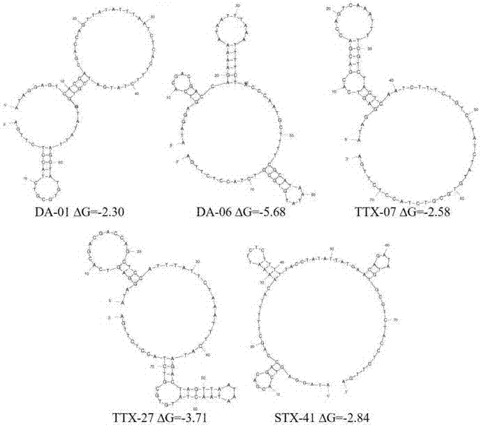 Set of aptamers specifically recognizing three marine toxins