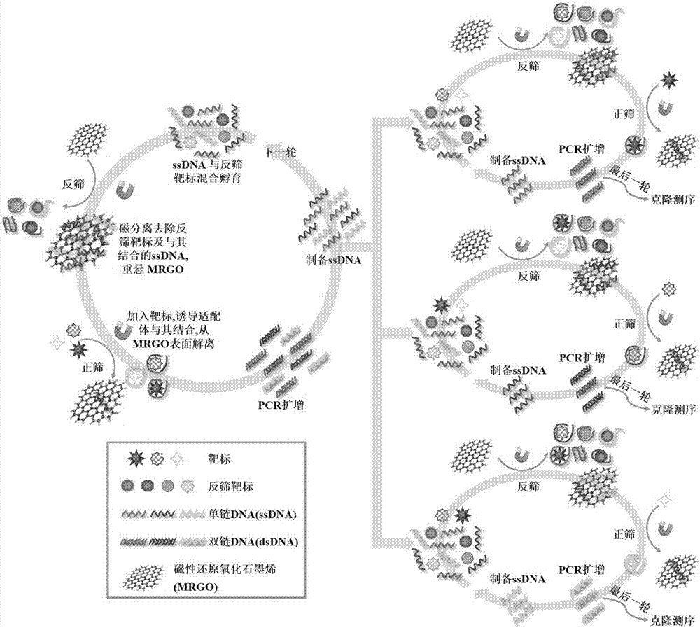 Set of aptamers specifically recognizing three marine toxins