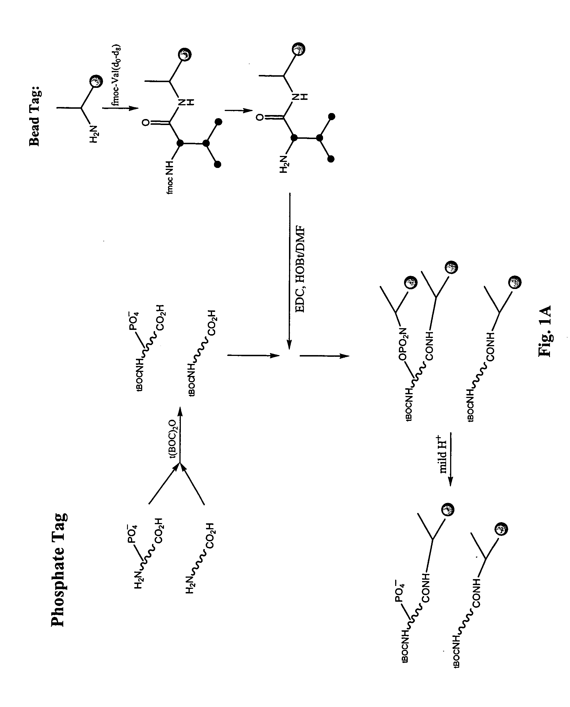 Enrichment of phosphate peptides for proteomic analysis