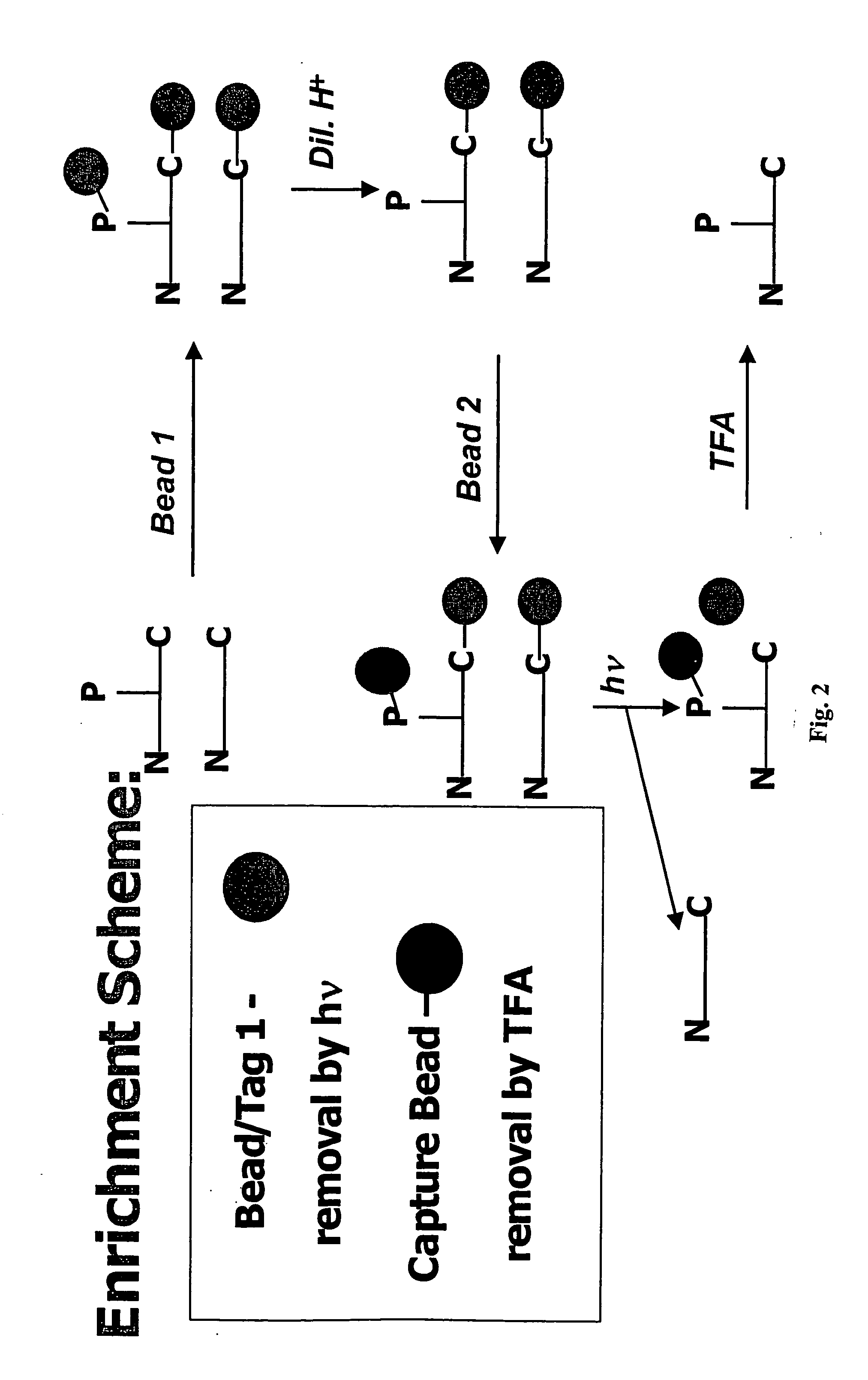 Enrichment of phosphate peptides for proteomic analysis