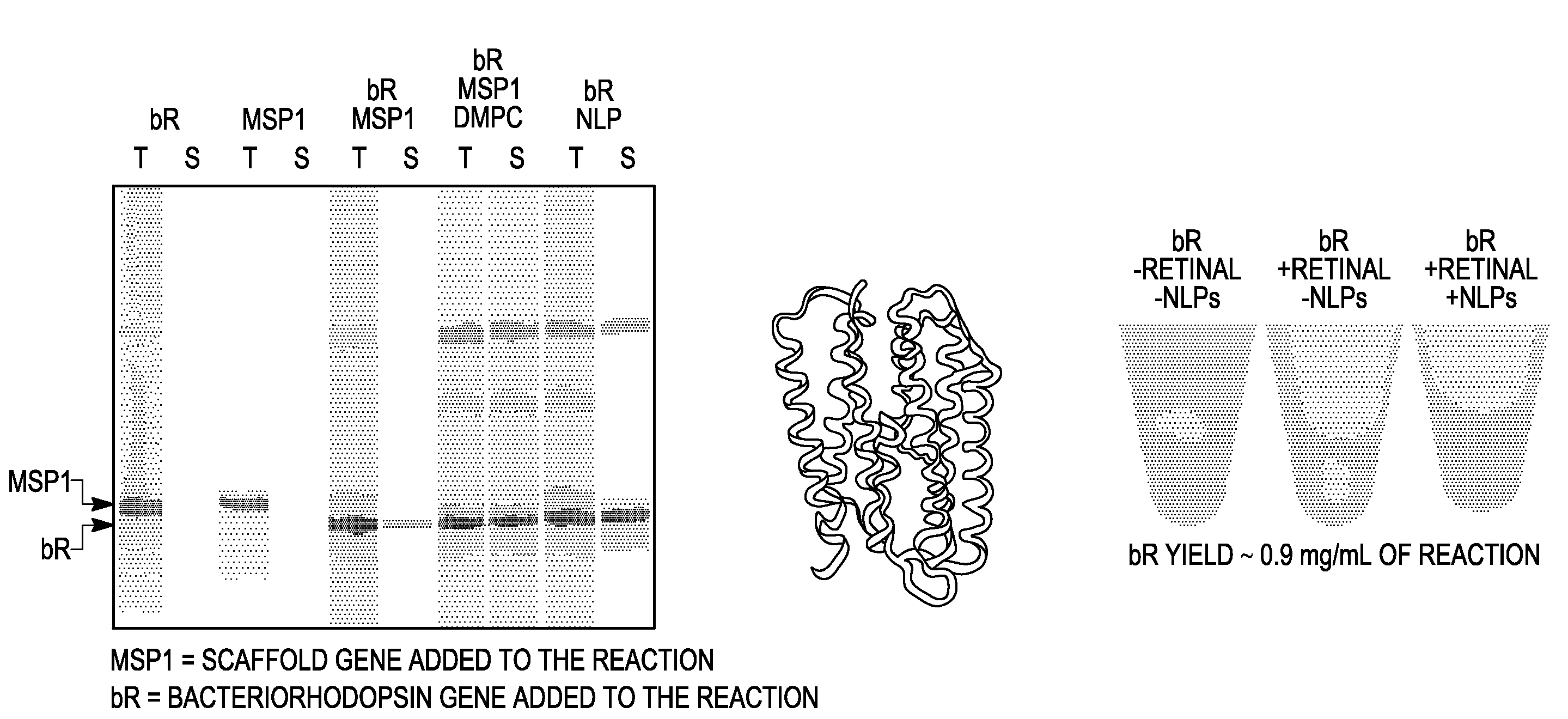 Isolated phospholipid-protein particles