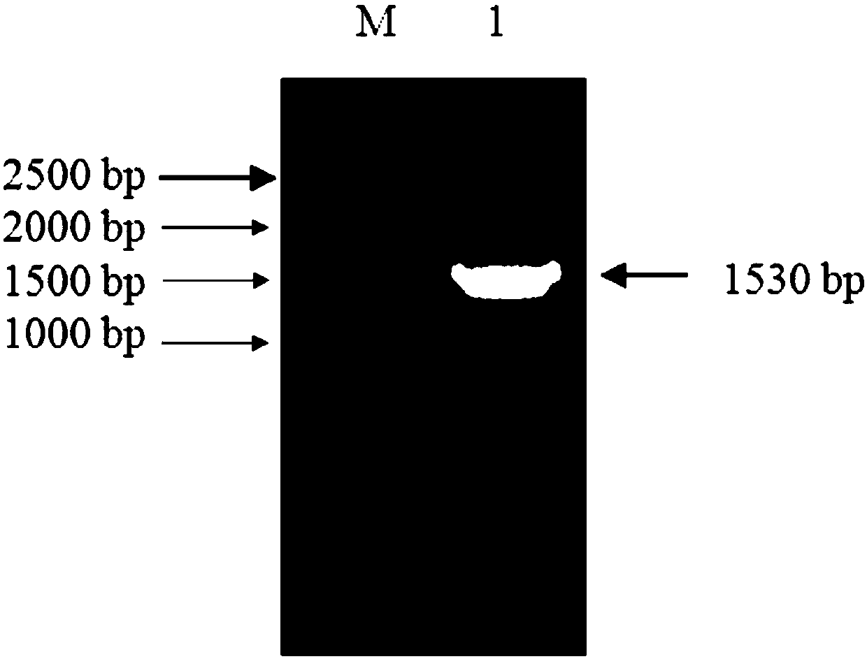 Cell line for stable expression of peste des petits ruminants virus receptor Nectin-4 and construction method of cell line