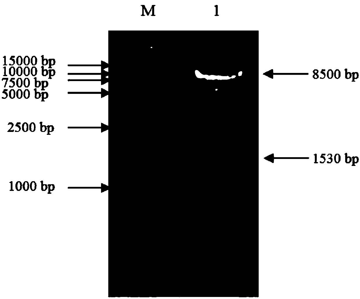 Cell line for stable expression of peste des petits ruminants virus receptor Nectin-4 and construction method of cell line