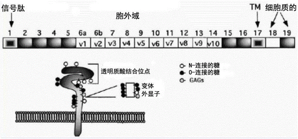 Cd44 binding peptides