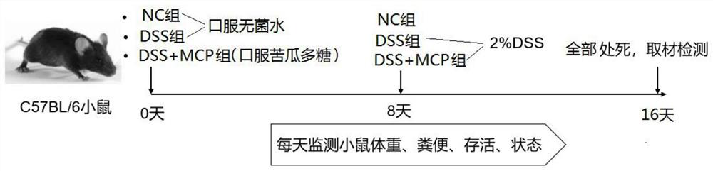 Application of momordica polysaccharide in preparation of medicine for treating ulcerative colitis and medicinal preparation thereof