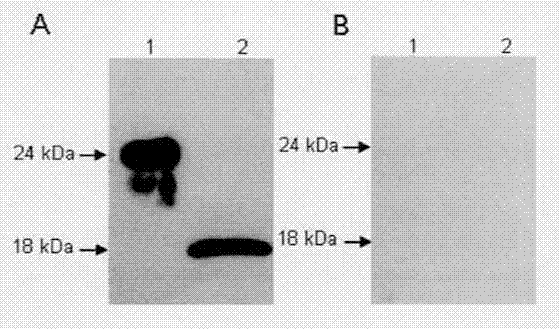 Enzyme-linked immunoassay (ELISA) method of grass carp interleukin 10