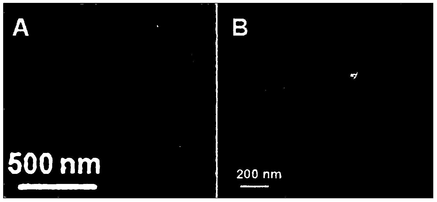 Method of reducing cadmium ions by M13 phage-mediated nano-iron